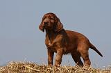 SETTER IRLANDAIS 132